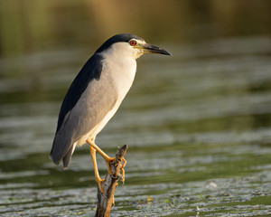 Black - crowned Night Heron