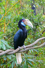 Female Wreathed Hornbill 1