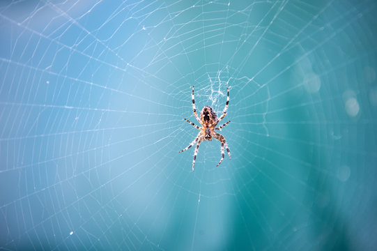 Spider spinning web in nature on blurred blue background