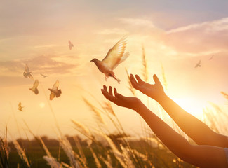 Fototapeta premium Woman praying and free the birds to*) nature on sunset background, hope concept