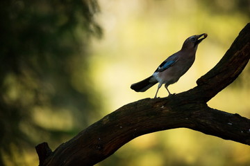 Garrulus glandarius. Mid-sized bird. Finnish nature. Karelia in Finland. Bird on the tree.