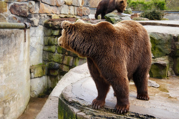 Fototapeta na wymiar Big brown bear in a zoo on an artificial rock.