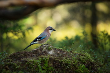 Garrulus glandarius. Mid-sized bird. Finnish nature. Karelia in Finland. Bird on the tree.