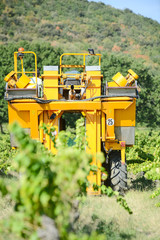 grapes harvesting mechanical machine vehicle in a vineyard during harvest wine season