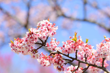 早春の寒桜