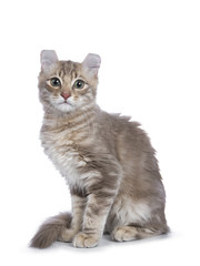 Lilac blotched tabby American Curl cat / kitten sitting side ways looking straight to the camera isolated on white background.
