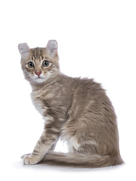 Lilac blotched tabby American Curl cat / kitten sitting side ways looking shy to the camera isolated on white background.