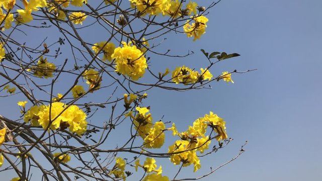  Golden Trumpet flower with sky as background.