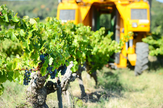 grapes harvesting mechanical machine vehicle in a vineyard during harvest wine season