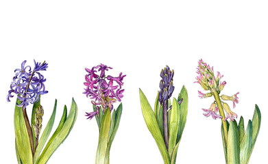 watercolor drawing hyacinth flower
