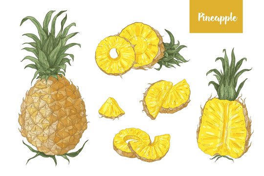 Collection of detailed botanical drawings of whole and cut pineapples and slices isolated on white background. Set of fresh exotic tropical juicy fruit. Realistic vector illustration in vintage style.