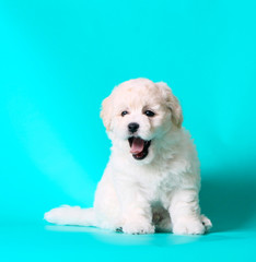 Bichon poses in the studio on a turquoise background. The cute puppy yawns and shows the tongue. A beautiful white dog expresses joy. Horizontal image.