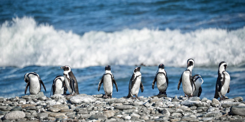 Panorama of penguins in a row, South Africa