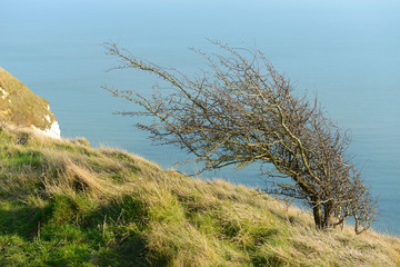 Auf Klippen bei Dover