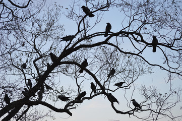 Dozen Birds
