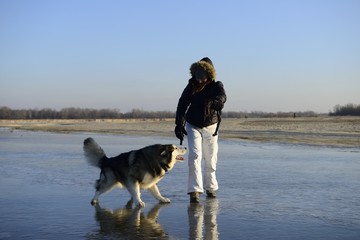 Malamut na lodzie © Robert