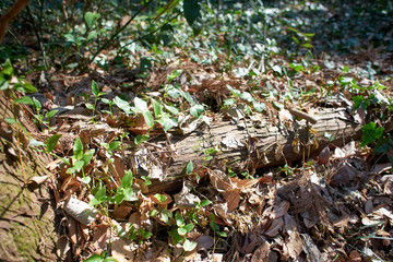 打ち捨てられた木