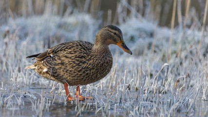 Wild female Duck