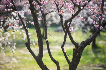 spring and plum blossom