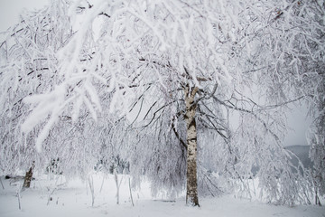 Beautiful winter tree with white frozen branches. - 195170163