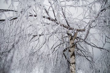 Beautiful winter tree with white frozen branches. - 195170169