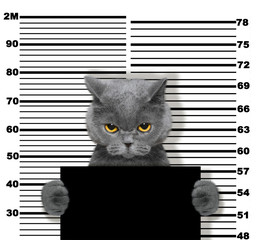 Böse Katze auf der Polizeistation. Foto auf weiß