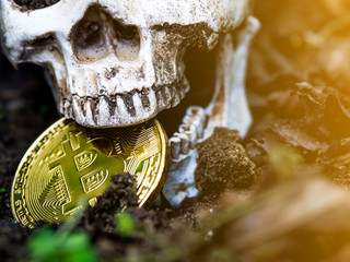 Close up of Skull biting bitcoin on the ground Leaves dry on the ground and the side of the skull and Golden bitcoin. The concept of investment and fluctuation of bitcoin and cryptocurrency.