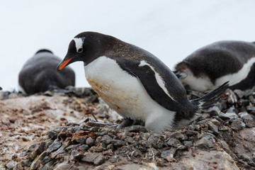 Naklejka premium Gentoo penguin with chicks in nest