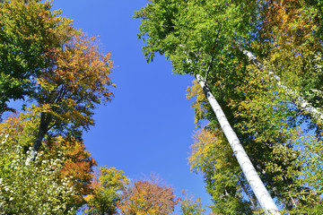 Autumn colors, trees and blue sky