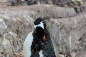 Gentoo penguin scratching