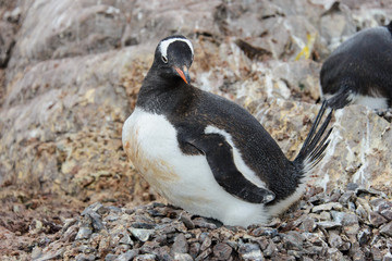 Fototapeta premium Gentoo penguin with in nest