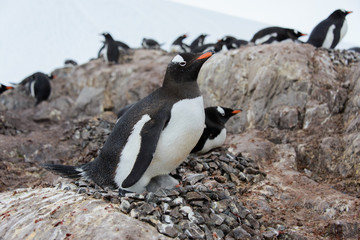 Gentoo penguin's chicks in nest