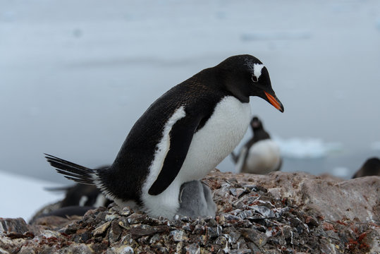 Gentoo penguin's chicks in nest