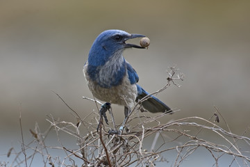 Florida Scrub-Jay