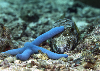 The white-spotted puffer (Arothron hispidus) is sleeping under blue star (Linckia laevigata).