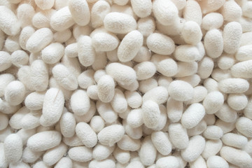 Silkworm cocoon, Background,a source of silk thread and silk