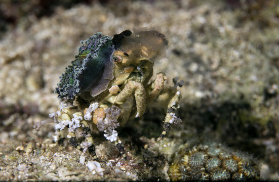 Corallimorph Decorator Crab. Picture was taken in Moalboal, Philippines
