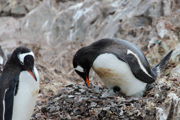 Fototapeta premium Gentoo penguin with chicks in nest
