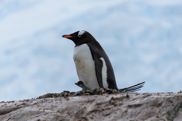 Gentoo penguin with chicks in nest