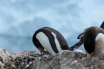 Fototapeta premium Gentoo penguin with chicks in nest