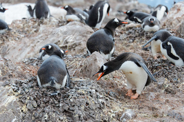 Gentoo penguins on beach