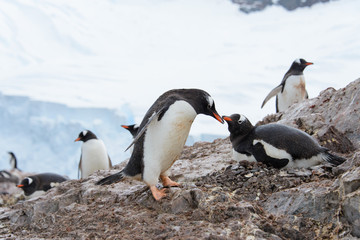 Gentoo penguins on beach