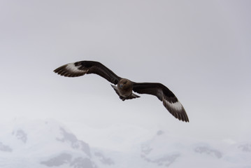 Antarctic scua flying