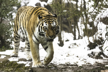 The Siberian tiger, Panthera tigris tigris