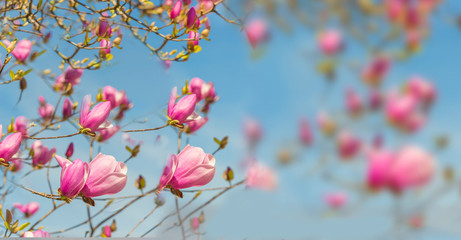 spring time  flowers nature space for your text , background