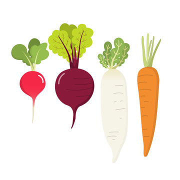 radish, beetroot, turnip and carrot vector. Basic RGB