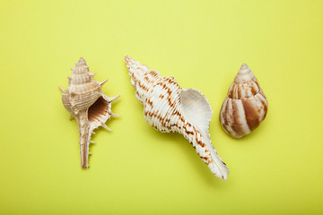 Three sea shells are isolated on a yellow background.