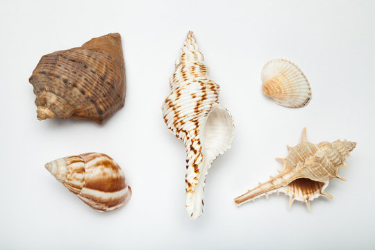 Set of exotic shells on a white background.