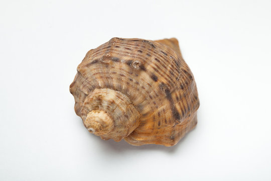 Brown seashell on white background, close-up.