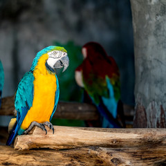 Colorful macaw on branch